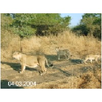 Lions at Sasan gir.JPG